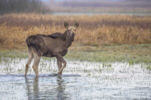 Los 10 animales con pezuñas más populares