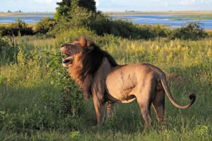 Los 10 Animales Mas Importantes del Safari Africano