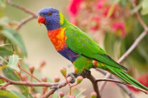 Los 10 mejores animales coloridos: ¡Animales en colores llamativos!