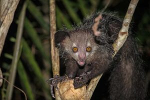 Los 10 animales más extraños: las criaturas más extrañas de la Tierra