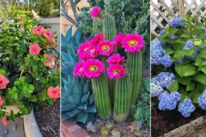 19 mejores flores bajas en polen para jardineros con alergias
