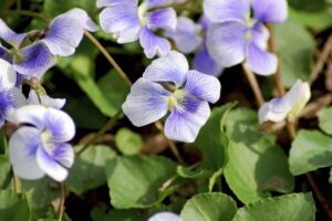 Tipo de plantas violetas – Conoce las variedades de plantas violetas