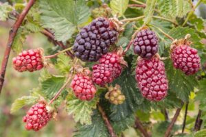 Boysenberry Care: cómo cultivar Boysenberries en el jardín
