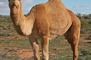 Top 10 Animales del Desierto