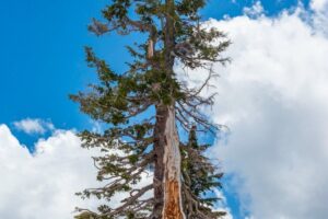 Cuidado del abeto rojo de California: cultiva un abeto rojo de California