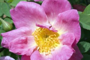 Aprenda sobre las rosas arbustivas en el jardín