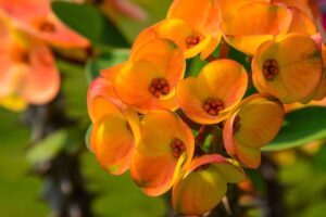 Información de la planta de la corona de espinas: cómo hacer crecer la corona de espinas en el interior