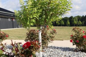 Información sobre las hortensias de árboles: consejos para cuidar las plantas de hortensias
