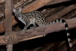 Los 10 mejores animales nocturnos: animales de todo el mundo