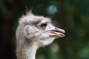 Los 10 Animales mas Tontos del Mundo