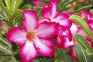 Desierto Rose: Guía completa para el cultivo de Adenium