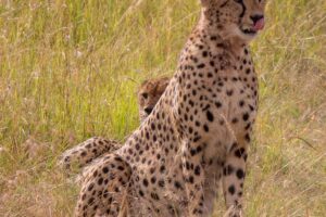 Los 10 Animales Mas Rapidos del Mundo