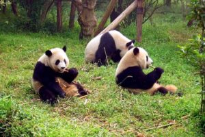 Los 10 mejores animales chinos: animales de todo el mundo
