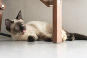 10 Animales con Sindrome de Down