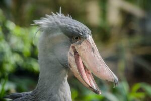 Los 12 animales más aterradores de todos los tiempos.