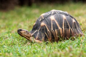 32 Animals with the Longest Lifespan