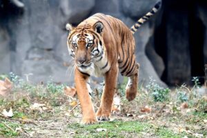Aquí están los animales más amenazados de nuestro planeta.
