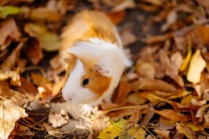 Los 10 Animales Mas Amigables del Mundo