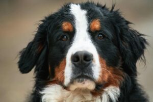 Las 21 mejores razas de perros aptas para viajes