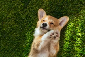 Las 10 Razones del porque deberia adoptar un animal de un refugio