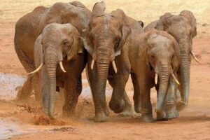 Top 10 Animales Terrestres Mas Grandes
