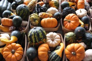 Cuidado de la calabaza de producción propia: cómo y cuándo plantar calabazas