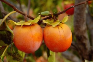 Condiciones de crecimiento del árbol de caqui |  Saber hacer jardinería