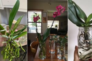 Cultivo de orquídeas en el agua para siempre