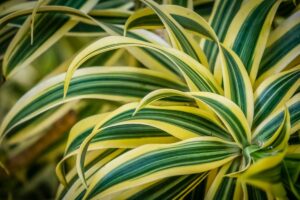 ¿Qué es una planta de maíz: consejos para cultivar una planta de maíz Dracaena
