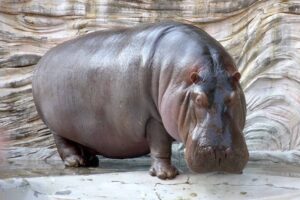 Los 10 mejores animales aterradores: criaturas aterradoras del reino animal