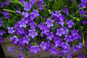 Guía de cuidado de la campanula: cómo cultivar campanulas