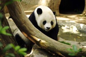 5 animales que abandonan a sus crías al nacer