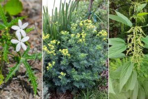 Las 10 plantas más dolorosas de tocar del mundo