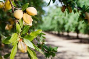 Cuidado del almendro: aprende a hacer crecer un almendro