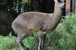 Los 10 animales que saltan más alto – Animales en el mundo