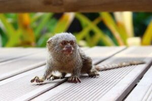 Top 10 Animales pequeños alrededor del Mundo