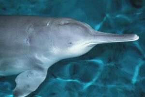 10 Animales que se Extinguieron Recientemente
