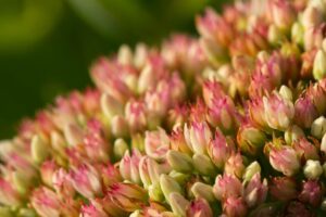 Cultivo de Stonecrops: obtenga más información sobre las plantas perennes de Stonecrop