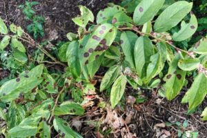 Manchas negras en las hojas – Tratamiento de las manchas negras de las hojas