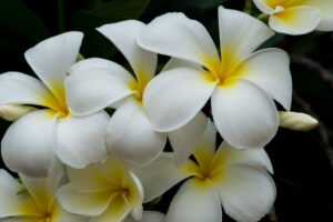 Creciente Plumeria: cómo cuidar las flores de Plumeria