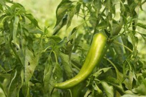 Cuidado y usos del pimiento de Anaheim: aprende a cultivar pimientos de Anaheim