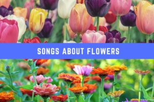 20 canciones sobre flores – Musical Mum
