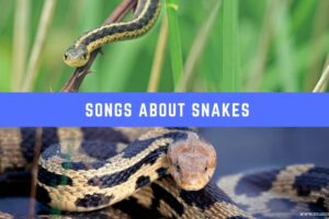 20 canciones sobre las serpientes – Musical Mum