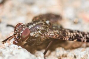 10 animales que matan a más humanos