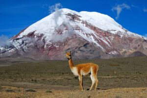 12 animales notables que viven en los Andes