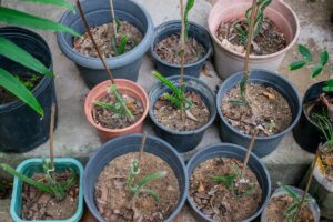 Métodos de propagación de la fruta del dragón: cómo propagar las plantas de pitaya