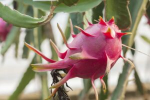 Fruta del dragón Pitahaya: consejos para hacer crecer árboles frutales del dragón