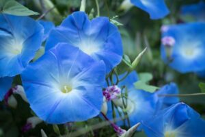 Cuidado de las plantas Morning Glory: cómo y cuándo plantar Morning Glory