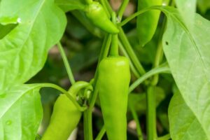 Cultivo de pimientos de plátano: cómo cultivar y cuidar los diferentes tipos de pimiento de plátano
