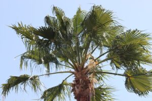 Palmeras de col: información sobre el cultivo de una palmera de col